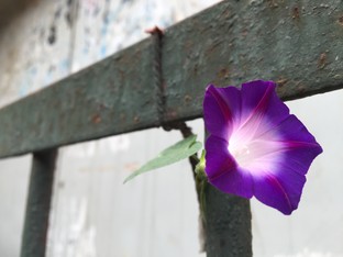 天生骄傲被完爆 锤子手机对比iPhone 6 