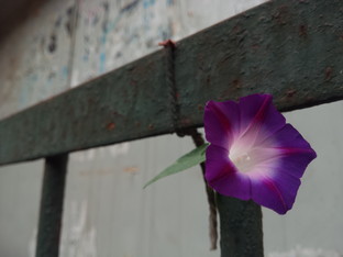 天生骄傲被完爆 锤子手机对比iPhone 6 