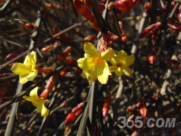 红米1s拍照样张