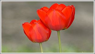 骁龙 410+4G 大神 F1 电信版全面评测 