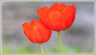 骁龙 410+4G 大神 F1 电信版全面评测 