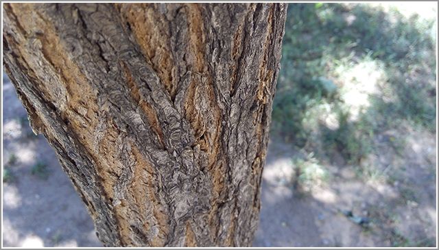 骁龙 410+4G 大神 F1 电信版全面评测 