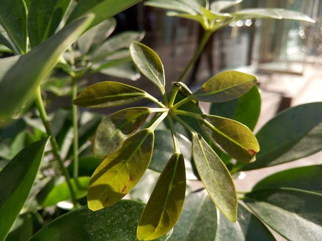 当梦想遇上情怀 魅族MX4对比锤子手机