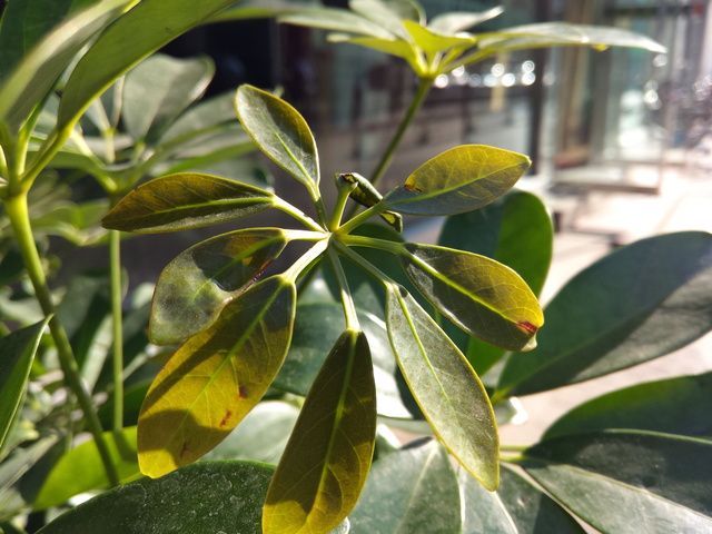 当梦想遇上情怀 魅族MX4对比锤子手机