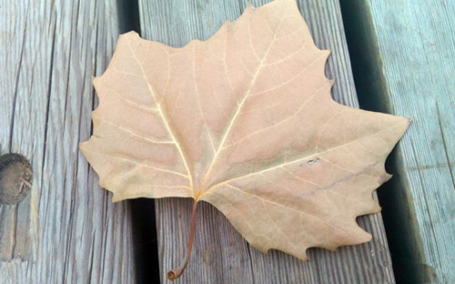 天语nibiru j1拍照功能怎么样