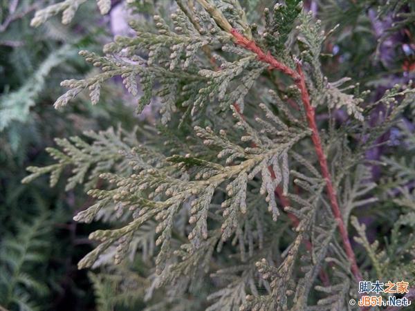 超级强悍：MX4 Pro相机样张测试