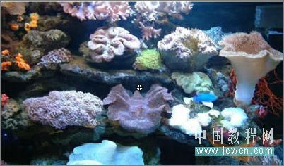 Flash实例教程:模拟海底世界