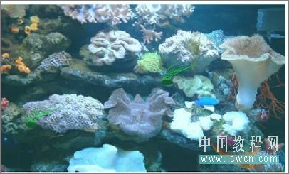 Flash实例教程:模拟海底世界