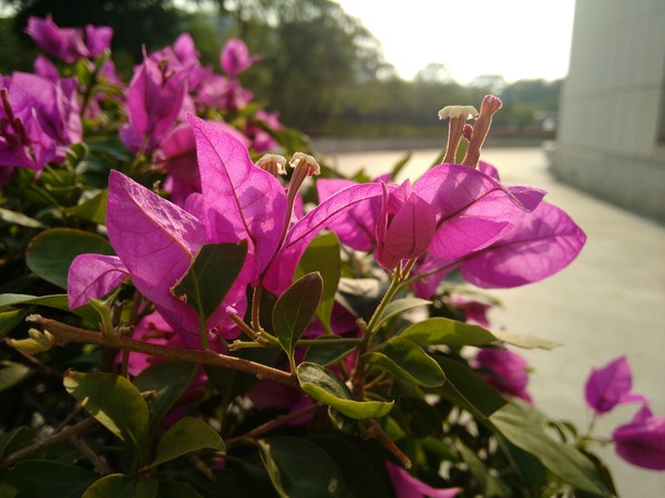 摩托罗拉G2样张