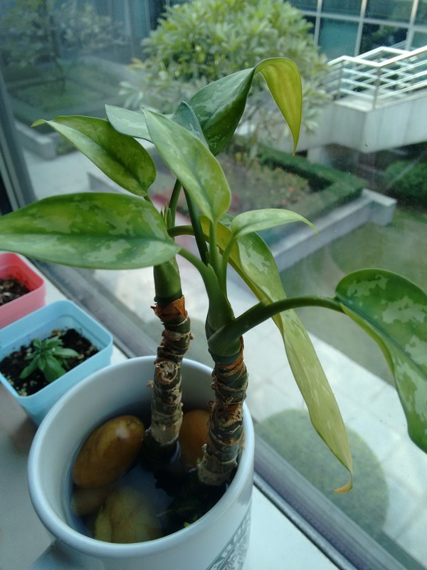 摩托罗拉G2样张