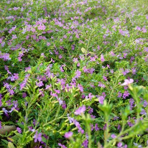 黑莓Passport拍照样张