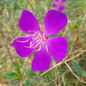 黑莓Passport拍照样张