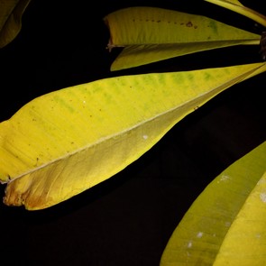 黑莓Passport拍照样张