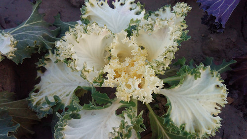 谁能称雄 大神F1 Plus对比4G版红米1S 