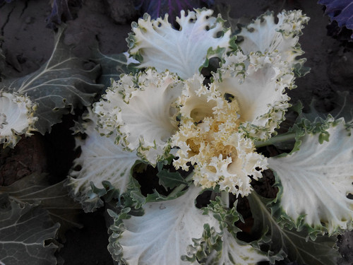 谁能称雄 大神F1 Plus对比4G版红米1S 