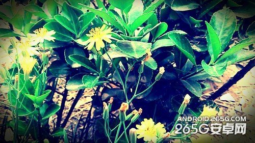 独特算法好成像 华硕ZenFone 5拍照评测