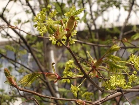 2070W像素光变 三星Galaxy K Zoom上手