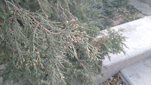 1080p屏双4G 八核大神F2全高清版评测 