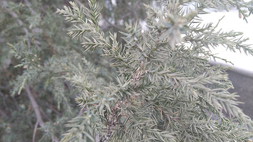 1080p屏双4G 八核大神F2全高清版评测 