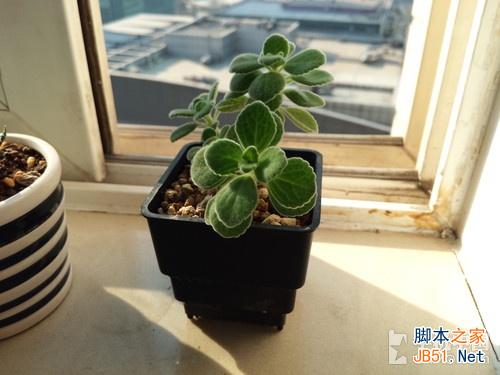 弱化情怀依旧骄傲 锤子手机白色版体验 