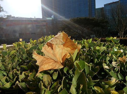 魅蓝note拍照样张