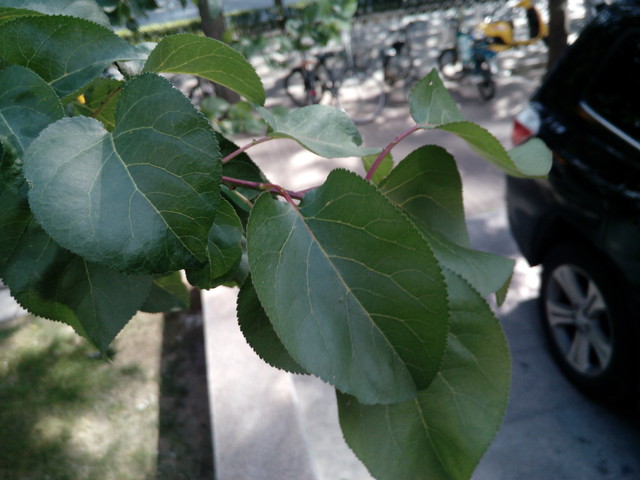 神舟x55拍照样张