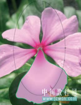 Flash cs3教程：仿真艺术设计1.13——渐变填充实现写实效果的技巧_中国教程网