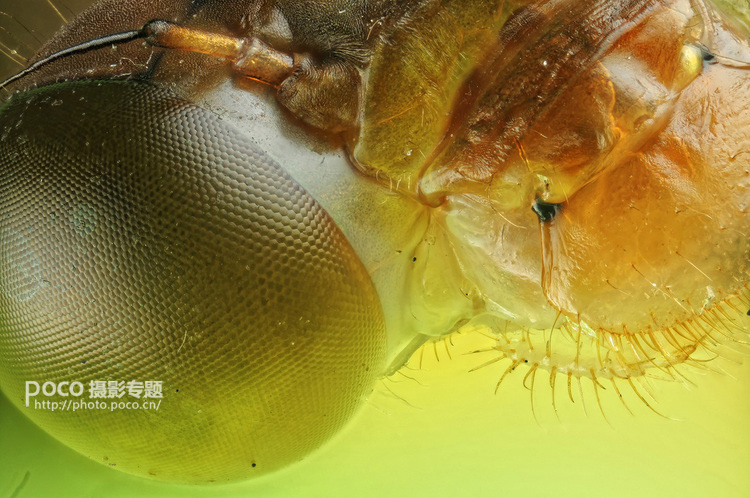 打造廉价显微摄影的方法 脚本之家