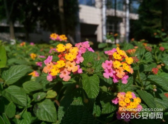 同门生比拼魅蓝note/MX4拍照对比评测