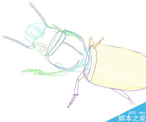 flash绘制昆虫——蝼步甲