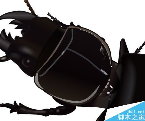 flash绘制昆虫——蝼步甲