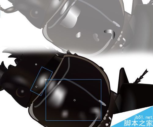 flash绘制昆虫——蝼步甲