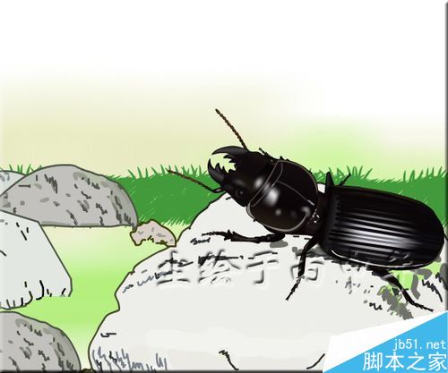 flash绘制昆虫——蝼步甲