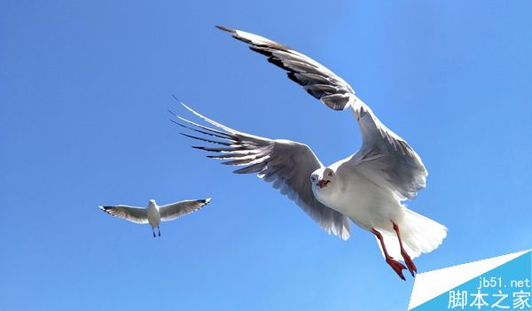 用手机拍飞在空中的海鸥？！能行吗？