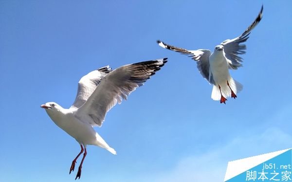 用手机拍飞在空中的海鸥？！能行吗？