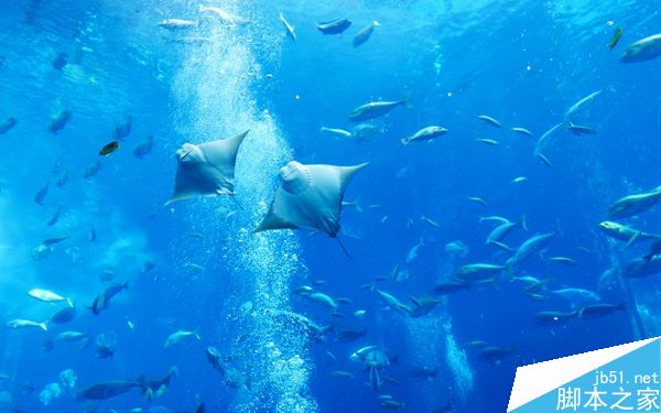 用手机拍飞在空中的海鸥？！能行吗？