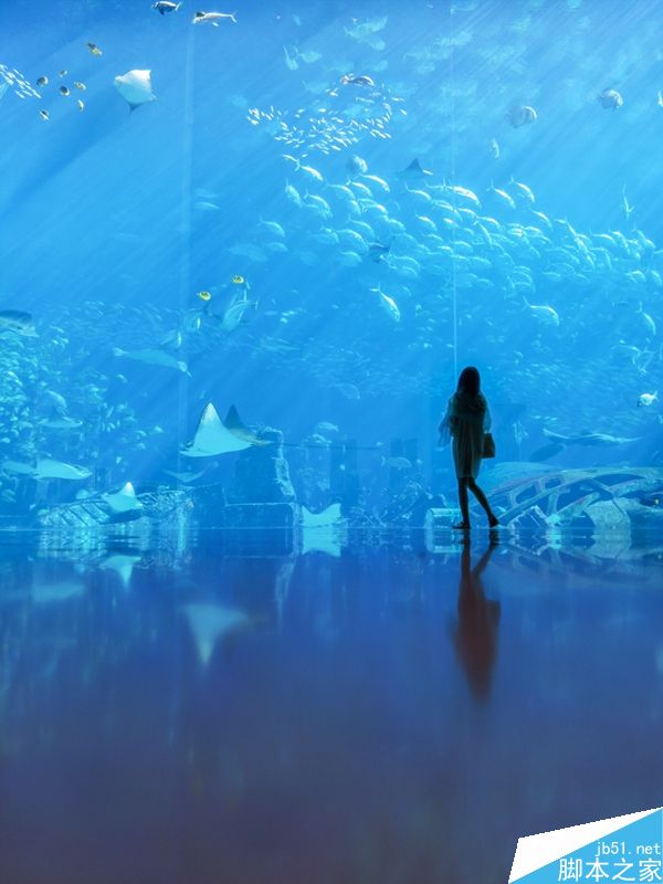 用手机拍飞在空中的海鸥？！能行吗？