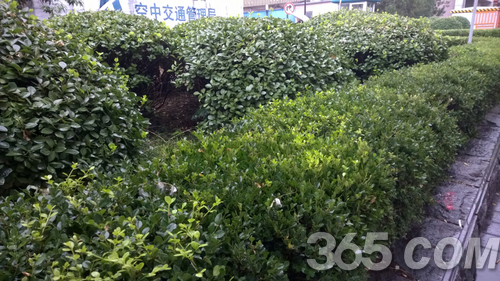 lumia930拍照样张