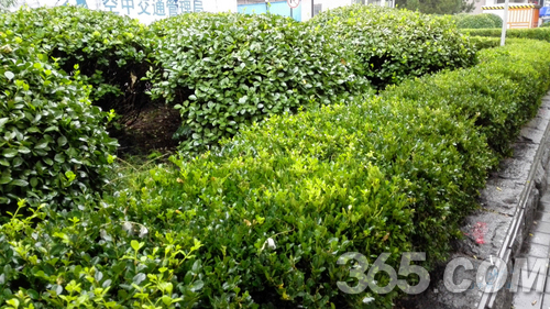 华为mate7拍照样张