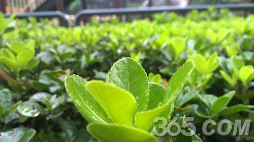 lumia930拍照样张