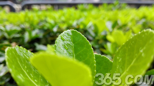 华为mate7拍照样张