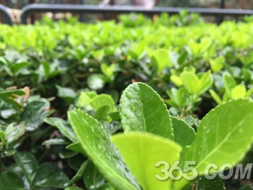 iphone6 plus拍照样张