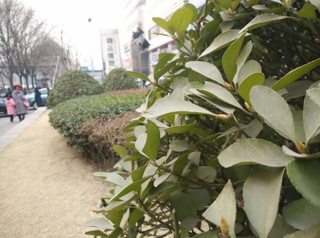 尖Phone:看性价比 TCL么么哒3N对小米4 