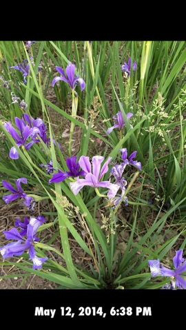 2月5日Cydia插件iOS8兼容性更新汇总