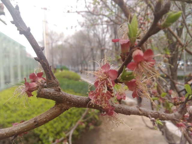 只是多2GB RAM? 大神F1极速版对比魅蓝 