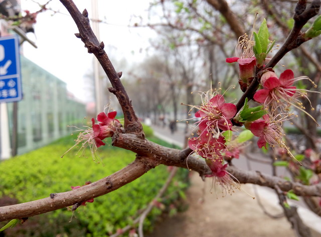 只是多2GB RAM? 大神F1极速版对比魅蓝 