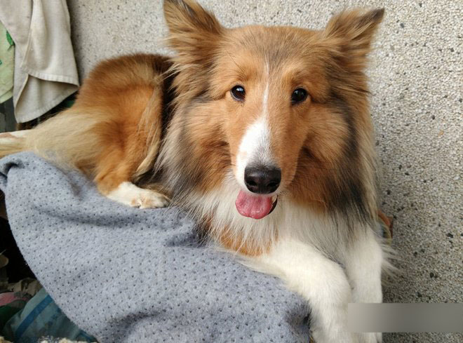 酷派大神X7全网通详细评测