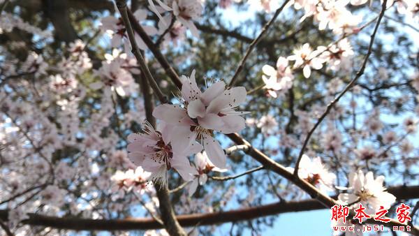 华为新旗舰P8首测 一款进步明显的作品 