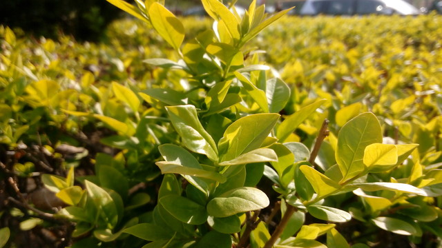 898元八核 联想黄金斗士S8双4G版评测 