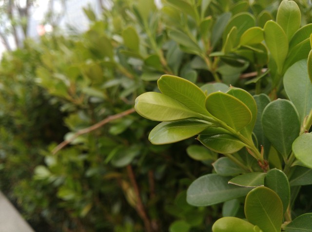 双镜面设计+骁龙615 原点手机2首发评测(不发) 